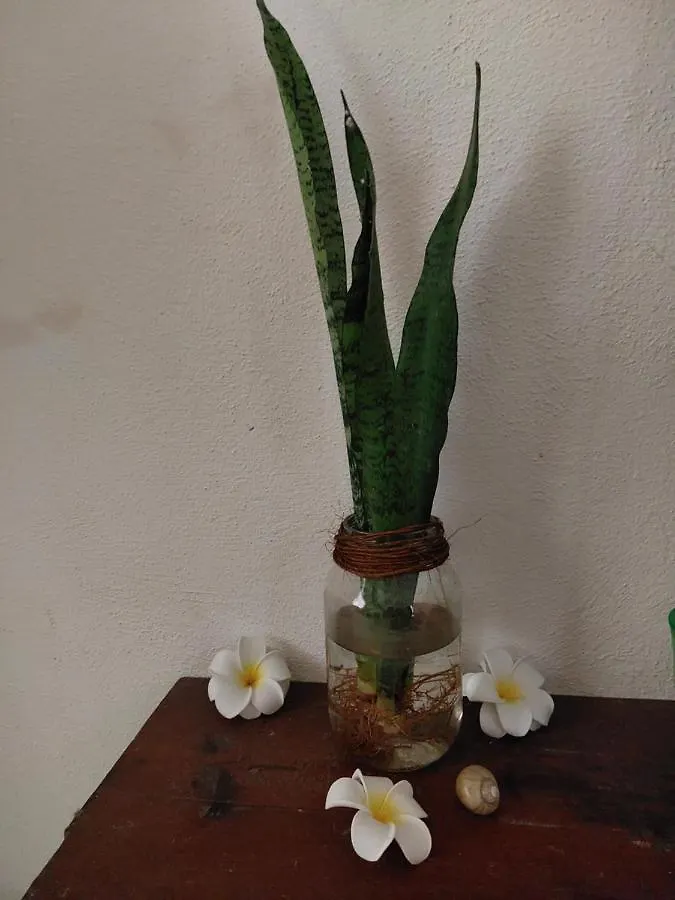 בית אירוח דירות בקאלאר Casa De Viajeros מקסיקו